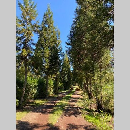Agreable Chalet Au Milieu Des Sapins La Plaine des Cafres Dış mekan fotoğraf